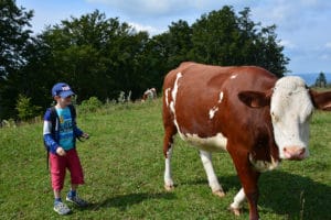 Les vaches Jura