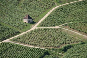 Les vignes de Chateau Chalon Jura