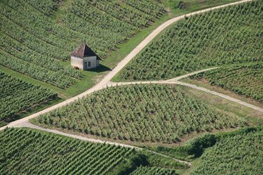 Les vignes de Chateau Chalon Jura